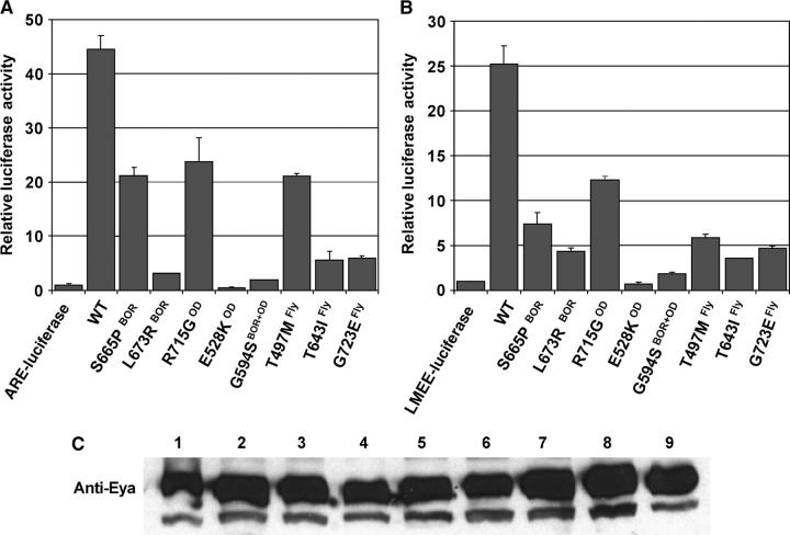 Figure 3.—