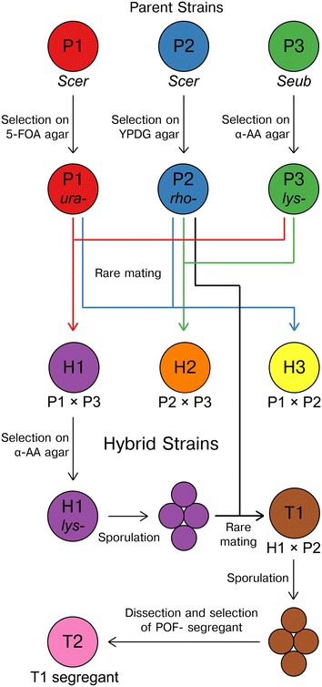 Fig. 1