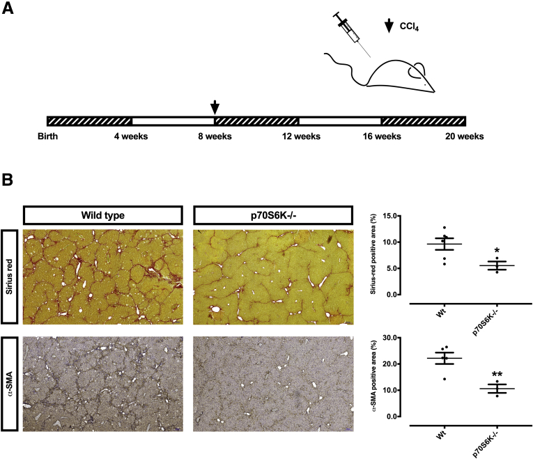 Figure 6