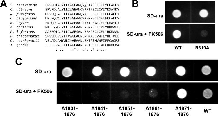 Fig 4