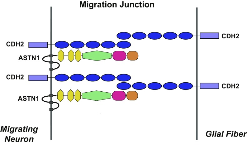 Fig. 7.