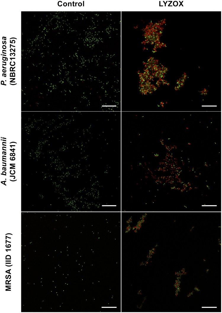 Fig 6