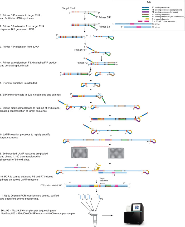 Figure 1—figure supplement 1.