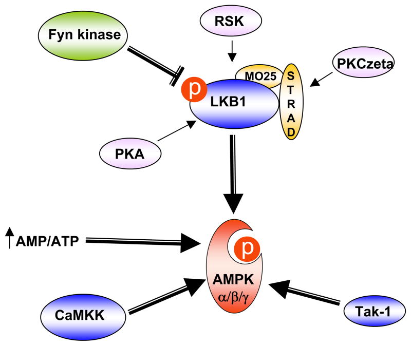 Targeted therapies of the LKB1/AMPK pathway for the treatment of ...