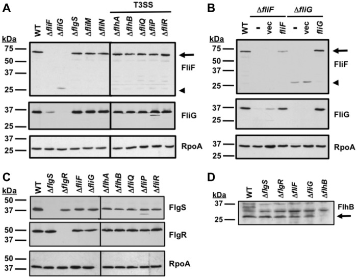 FIG 2 