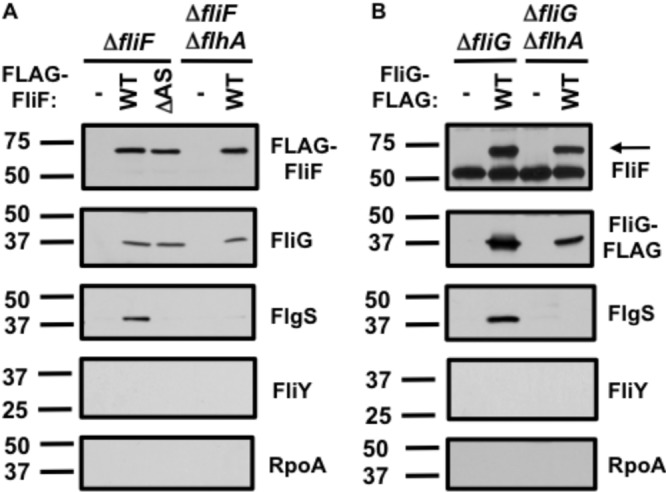 FIG 5 