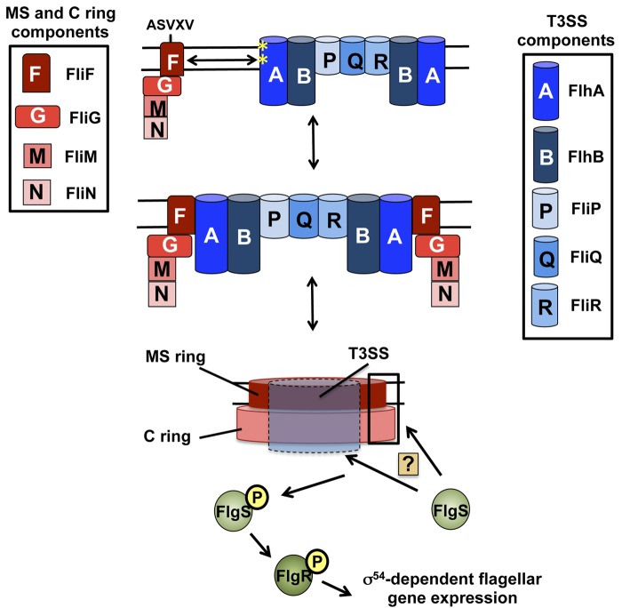 FIG 6 