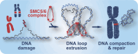 Graphical Abstract