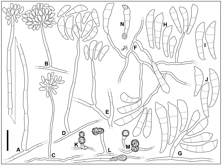 Fig. 6.