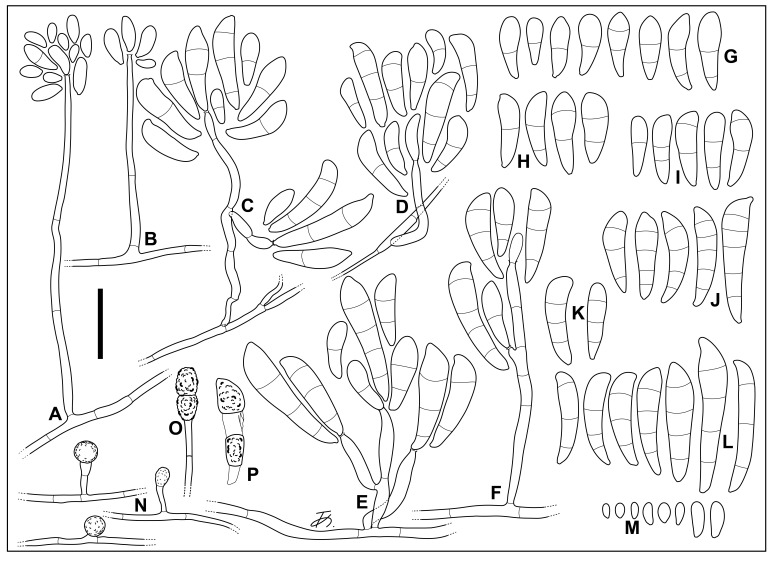 Fig. 3.