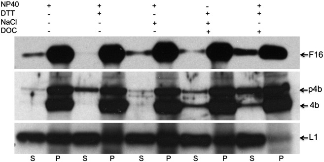 Fig. 5