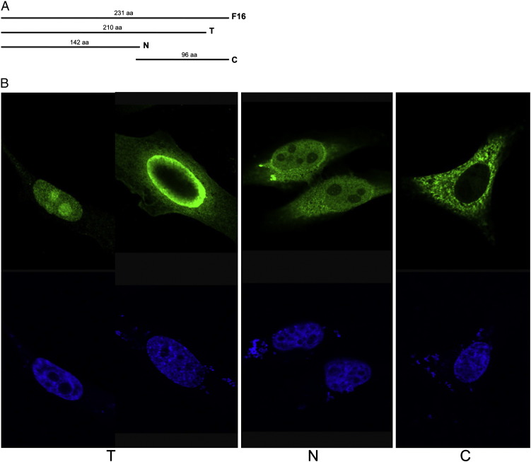 Fig. 7