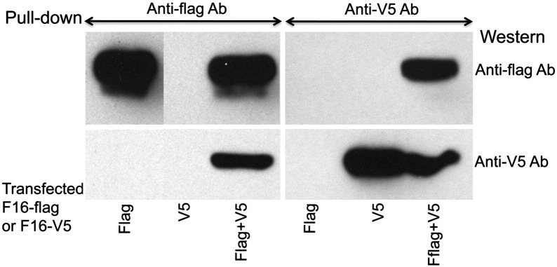 Fig. 9