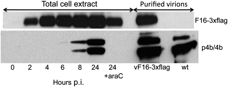 Fig. 4