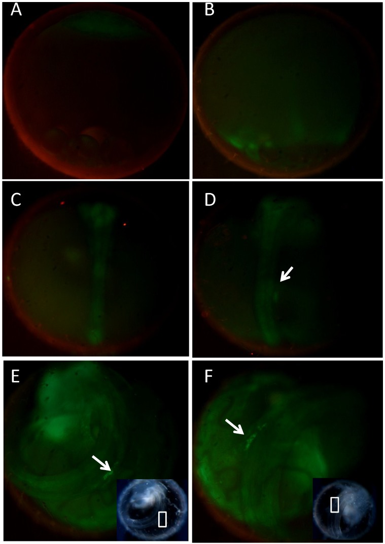 Fig 4