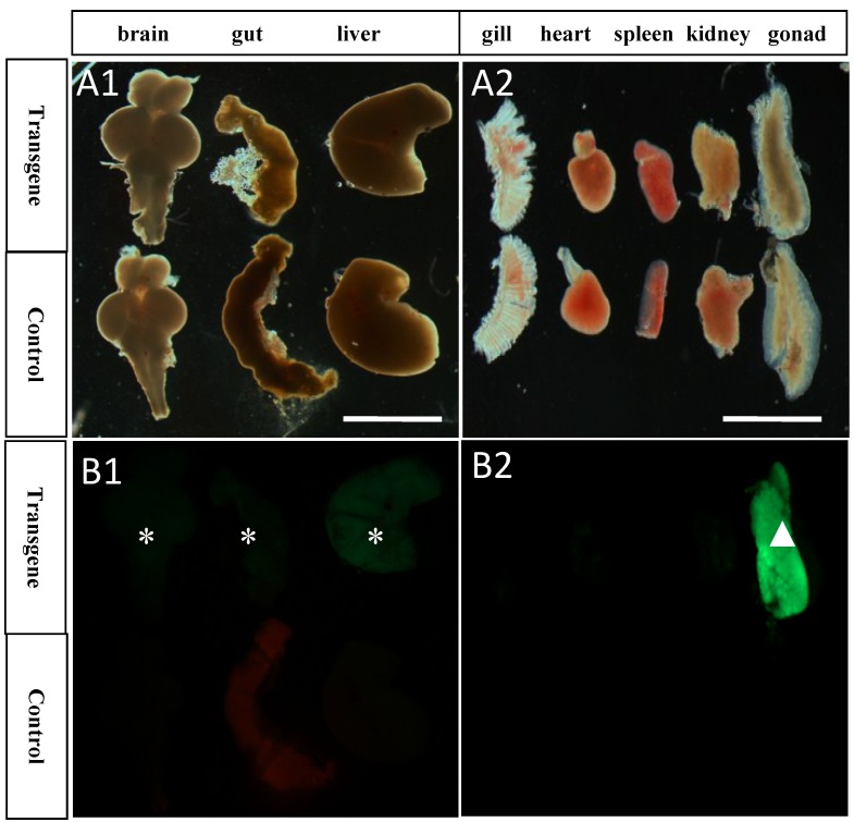 Fig 6