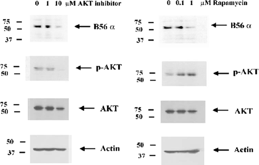 FIGURE 11.