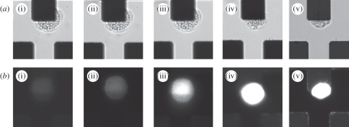 Figure 3.