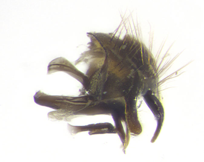 Figure 43d.