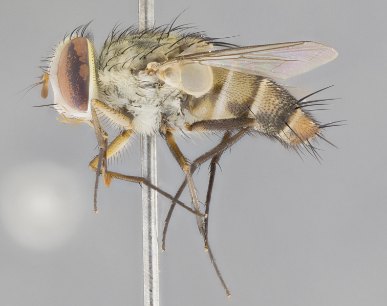 Figure 32c.