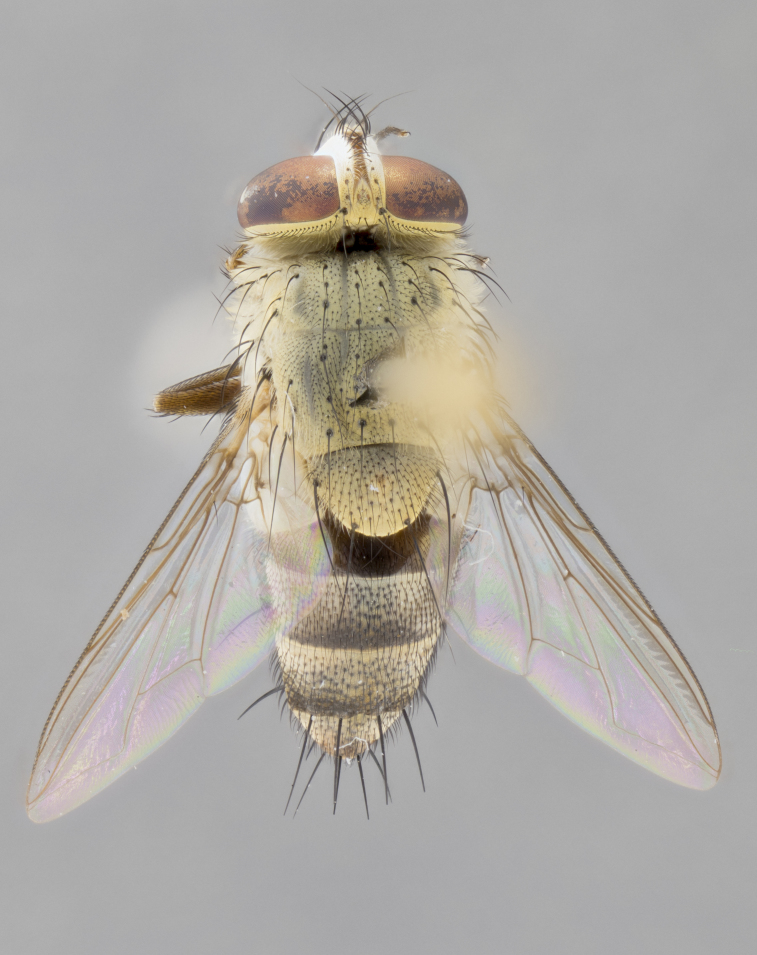 Figure 39a.