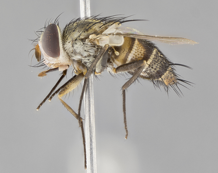 Figure 44c.