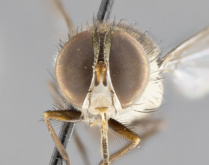 Figure 37b.