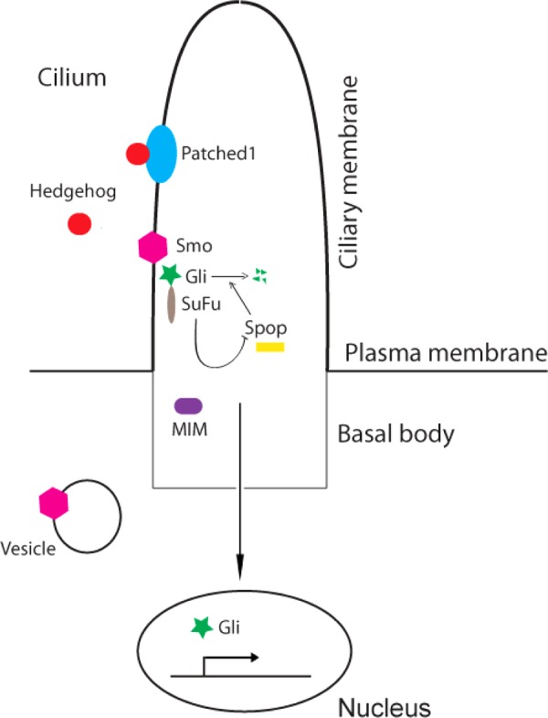 Fig. 3.