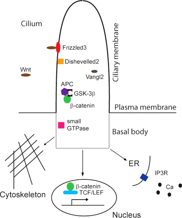 Fig. 2.