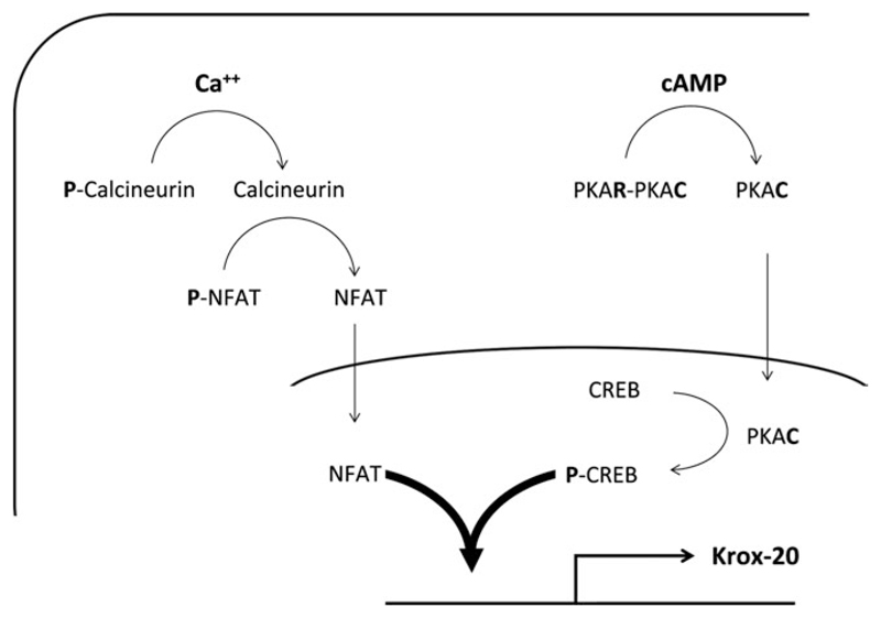 Fig. 5