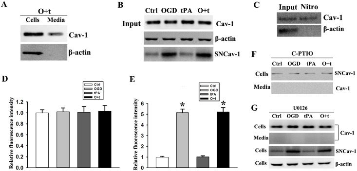 Fig 5