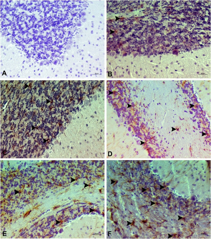 Fig. 12