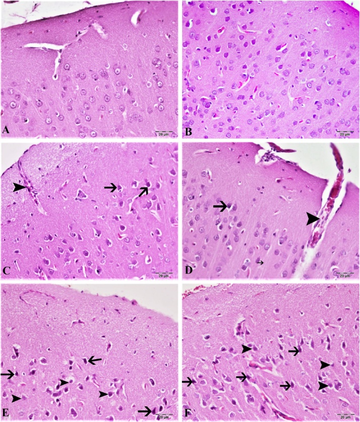 Fig. 7