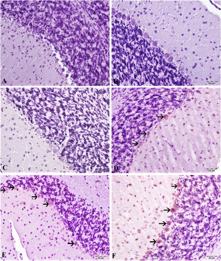 Fig. 10