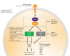 Figure 4. Putative acquired resistance mechanisms detected in KRASG12C inhibitor-resistant patients are shown in a schematic pathway diagram. The potential utility of direct and indirect pan-KRAS inhibitors in addressing resistance is indicated using dashed boxes.