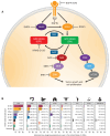 Figure 1. Overview of the RAS/MAPK signaling pathway and patient numbers/overall cohort prevalence for distinct KRAS alleles/amplification in seven cancer types. A, Schematic representation of KRAS cycling and signaling highlighting selected drug targets and inhibitors. B, Distribution of KRAS alleles/amplification and patient numbers in selected tumor types. Mutation and amplification rates for KRAS have been derived from the AACR GENIE 9.0 public database, whereas patient numbers for the respective tumor types have been extracted from the Cancer Facts & Figures 2000 report published by the American Cancer Society (2). The number of cases for lung adenocarcinoma was set to 40% of all lung cancers. In total, 81,996 distinct samples with mutation and copy number profiles were collapsed into unique patient samples and filtered for distinct alleles and amplification of KRAS. The top seven alleles/amplifications with the highest overall prevalence across tumor types are shown, whereas other mutations are grouped into the class “Other.” The grouping “Multiple” contains all cases, for which different KRAS alterations have been observed in a single patient, for example, two different mutations or a mutation coupled with a KRAS amplification. The “Total” subpanel summarizes the patient numbers for the seven cancer types depicted and ranks the alterations based on overall numbers. Similarly, patient numbers are highlighted for each tumor type and each alteration. The percentages in parentheses reflect the proportion in relation to the full cohort (e.g., 13.6% of all patients with lung adenocarcinoma carry a KRASG12C mutation). AMP, amplification; CRC, colorectal cancer; EAC/GEJC, esophageal adenocarcinoma/gastroesophageal junction cancer; IDC, invasive ductal carcinoma; LUAD, lung adenocarcinoma; PDAC, pancreatic ductal adenocarcinoma; STAD, stomach adenocarcinoma; UEC, undifferentiated endometrial carcinoma.