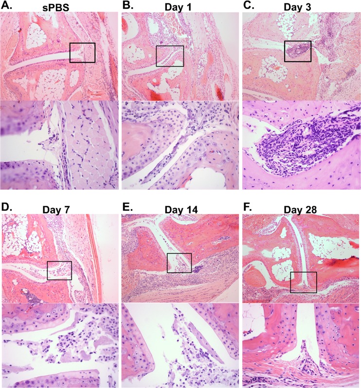 FIG 1