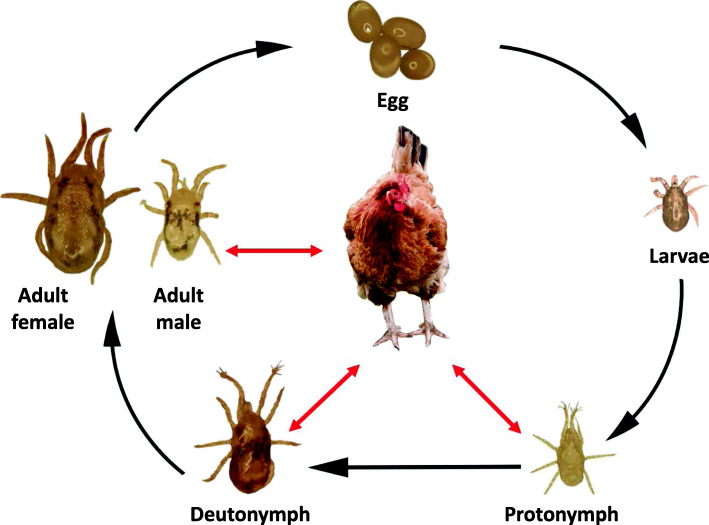 Fig. 1