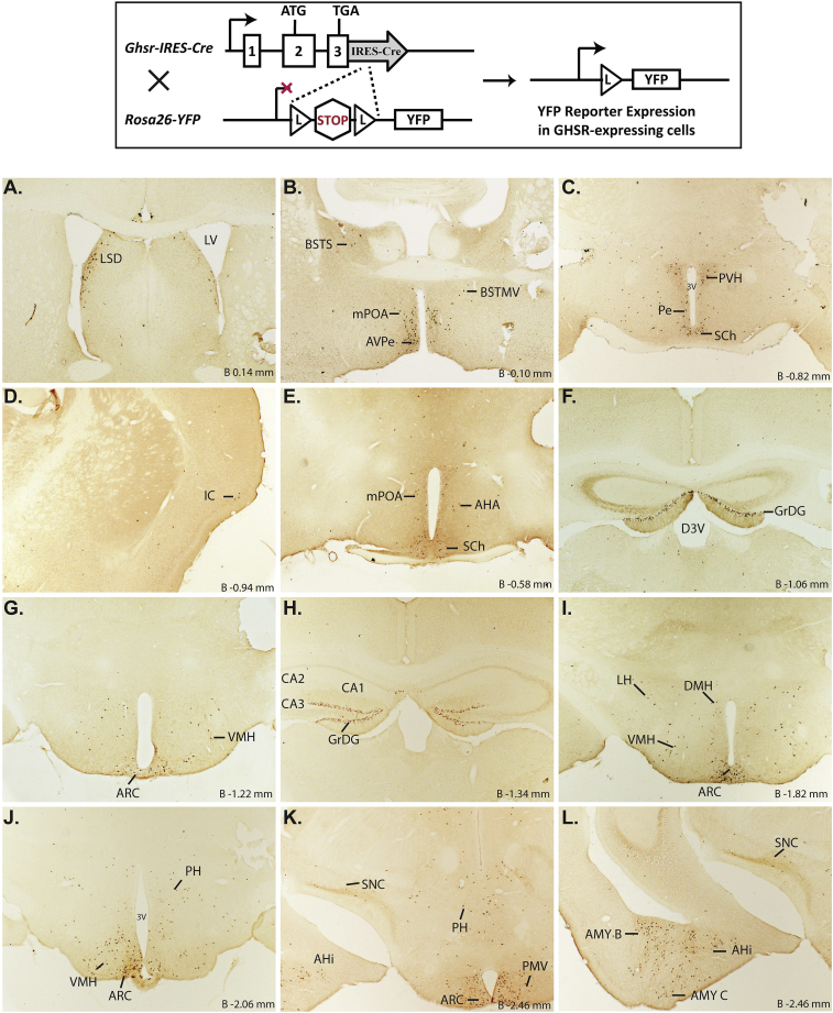 Figure 2