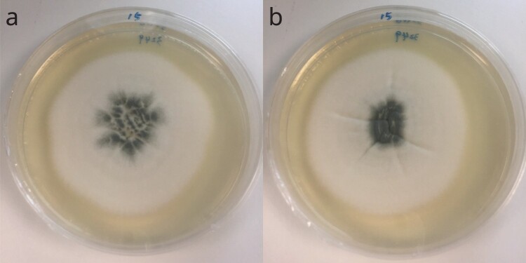 Figure 6.