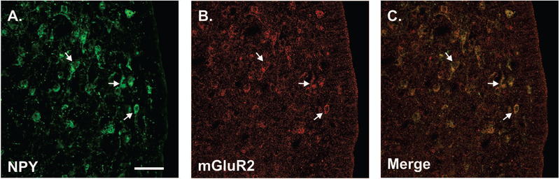 Figure 7.