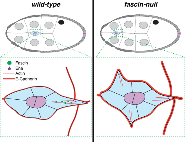 graphic file with name nihms-1781327-f0001.jpg