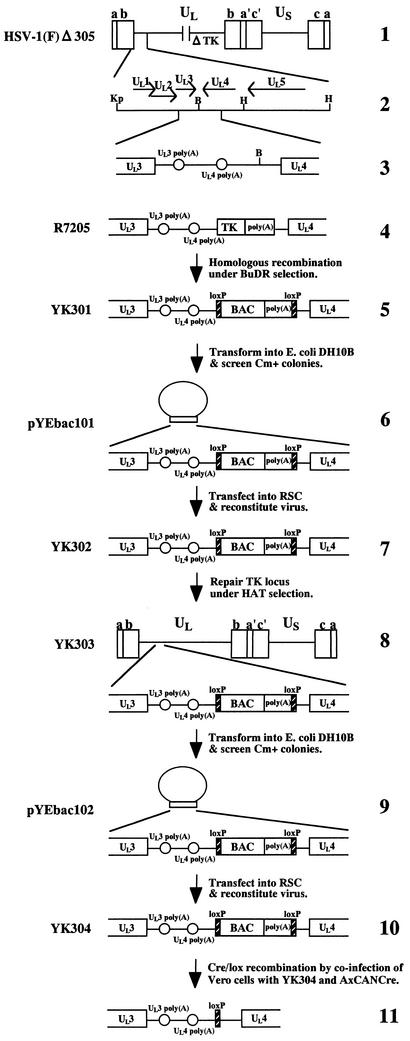 FIG. 1.