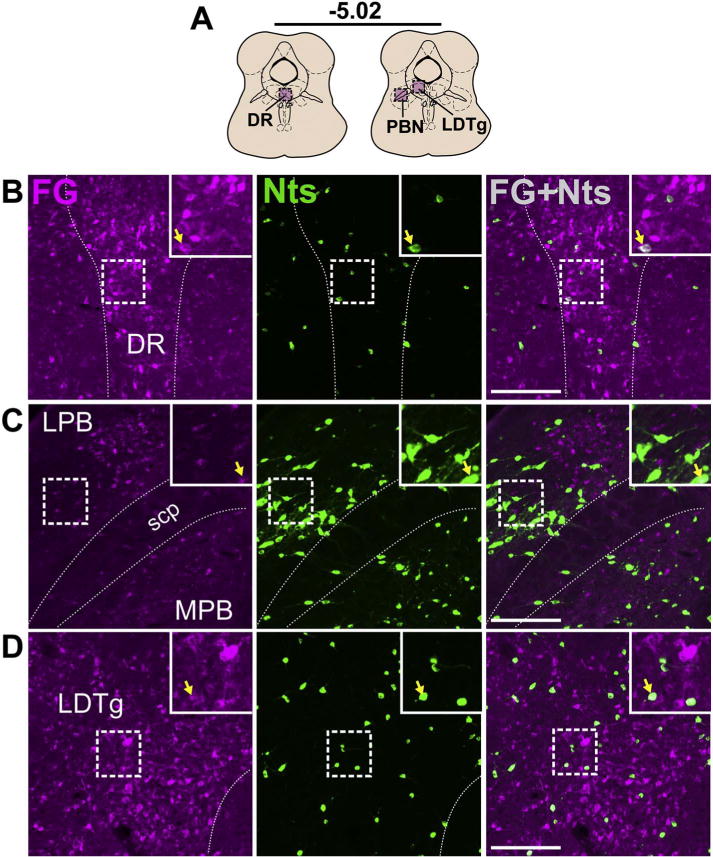 Fig. 12