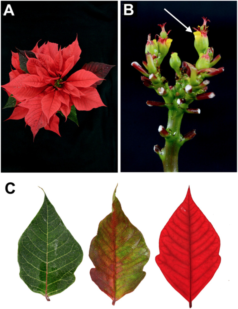 Figure 1