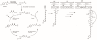 Scheme 5