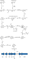 Scheme 3