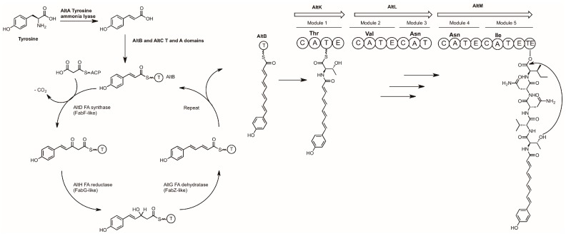 Scheme 5