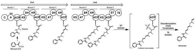 Scheme 12