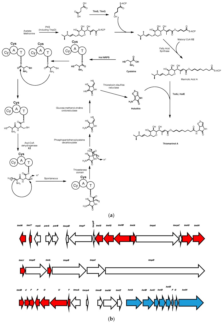 Scheme 4